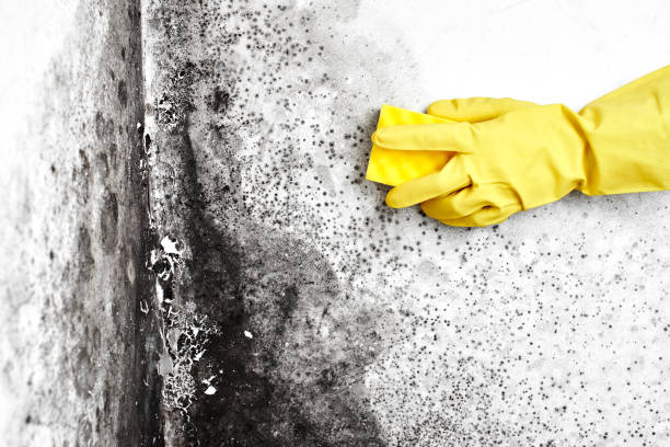 Best Mold Damage Restoration  in Wyndmoor, PA