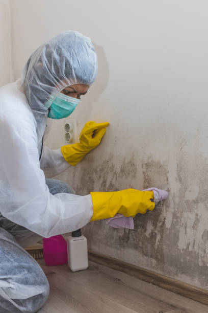 Best HVAC Mold Inspection and Cleaning  in Wyndmoor, PA